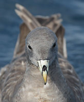 Northern Fulmar (Fulmarus glacialis) photo