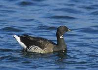 Brant (Branta bernicla) photo