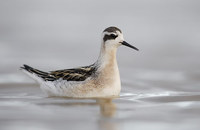 Red-necked Phalarope (Phalaropus lobatus) photo