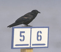 Fish Crow (Corvus ossifragus) photo