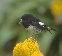 Tomtit (Petroica macrocephala) photo