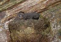Chestnut-collared Swift (Cypseloides rutilus) photo