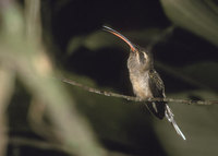 Great-billed Hermit (Phaethornis malaris) photo