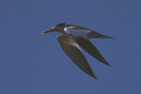 Large-billed Tern - Phaetusa simplex