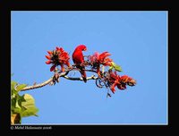 Red Lory - Eos bornea