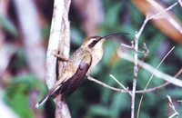 Broad-tipped Hermit - Anopetia gounellei