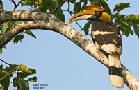 Great Hornbill - Buceros bicornis