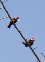 White-eared Jacamar - Galbalcyrhynchus leucotis