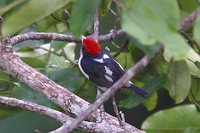 Black-girdled Barbet - Capito dayi