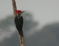 Crimson-crested Woodpecker - Campephilus melanoleucos