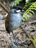 Jocotoco Antpitta - Grallaria ridgelyi