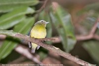 Snow-capped Manakin - Lepidothrix nattereri