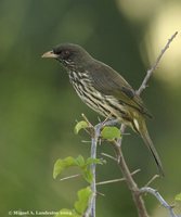 Palmchat - Dulus dominicus