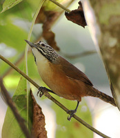 Happy Wren - Thryothorus felix