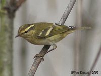 Yellow-browed Warbler - Phylloscopus inornatus