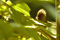 Rusty-fronted Barwing - Actinodura egertoni