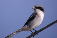 Loggerhead Shrike - Lanius ludovicianus