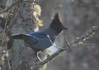 Steller's Jay - Cyanocitta stelleri