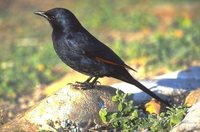 Red-winged Starling - Onychognathus morio