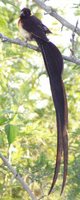 Eastern Paradise-Whydah - Vidua paradisaea