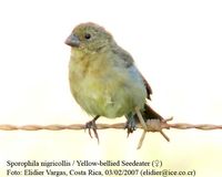 Yellow-bellied Seedeater - Sporophila nigricollis