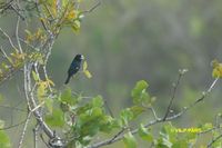 Great-billed Seed-Finch - Oryzoborus maximiliani