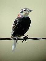 Chestnut-collared Longspur - Calcarius ornatus