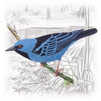 Dacnis cayana