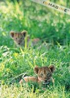 Lion cubs in grass (Panthera leo) photo