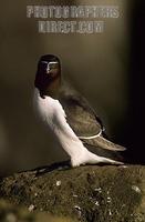 Razorbill , Iceland stock photo