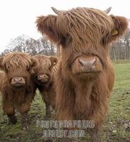 Highland Cattle , Loch Lomond and Trossachs National Park , Scotland stock photo