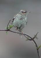 Woodlark