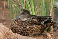 Falcated Duck, Tucson, AZ