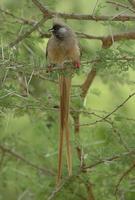 Speckled Mousebird p.220