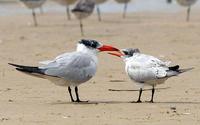 Caspian Terns