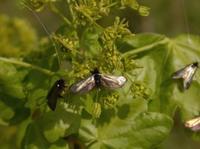Adela reaumurella
