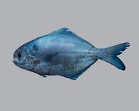 샛돔