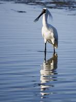 Royal Spoonbill (Platalea regia)