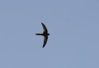 Plain Swift (Apus unicolor)