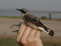 Northern Wheatear (Oenanthe oenanthe)