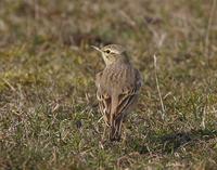 Tawny Pipit (Anthus campestris)