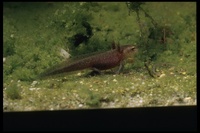 : Cynops ensicauda popei