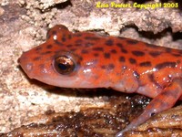 : Eurycea lucifuga; Cave Salamander