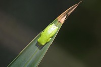 : Hyla cinerea