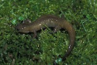 : Hynobius leechii quelpartensis; Northeastern China Hynobiid Salamander