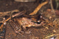 : Leiopelma pakeka; Maud Island Frog