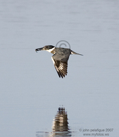 : Megaceryle alcyo; Belted Kingfisher