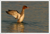 : Mergus serrator; Red-breasted Merganser