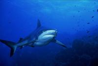 : Carcharhinus amblyrhynchos; Grey Reef Shark