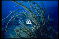 : Chaetodon striatus; Banded Butterflyfish